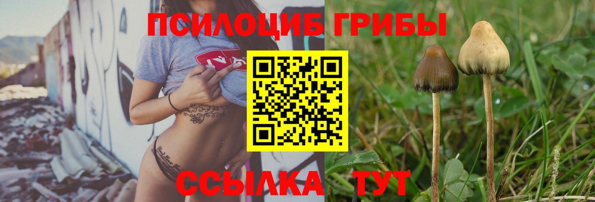 Псилоцибиновые грибы Psilocybine cubensis Егорьевск