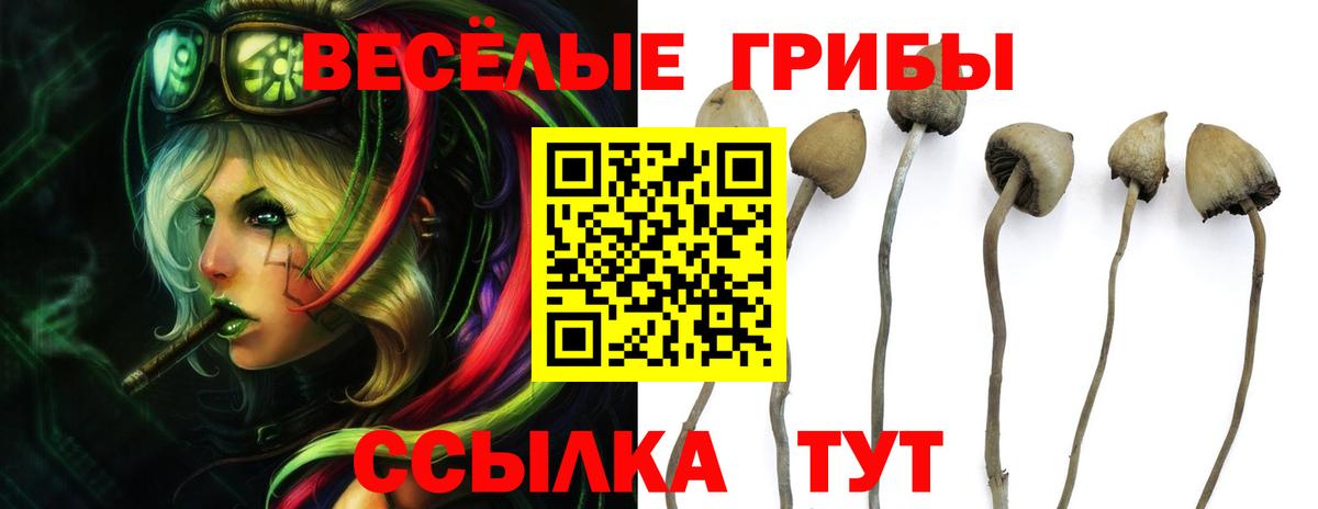 Егорьевск  Псилоцибиновые грибы MAGIC MUSHROOMS  купить  сайты  Вход с VPN 